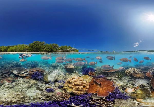 Explore Vanuatu's finest coral reefs